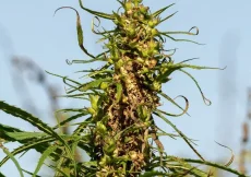 Guía completa de semillas autoflorecientes qué son, ventajas y cómo cultivarlas en maceta