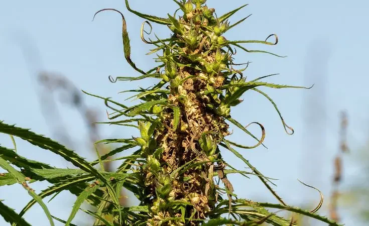 Guía completa de semillas autoflorecientes qué son, ventajas y cómo cultivarlas en maceta