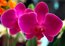 Cuidados de las orquídeas