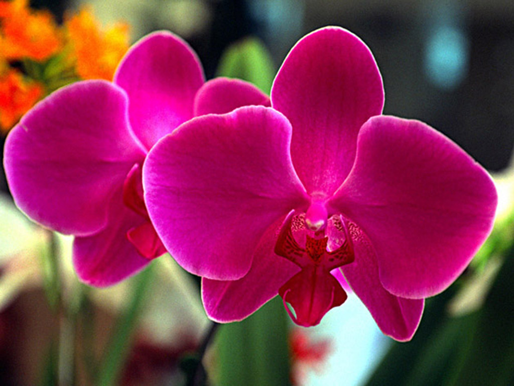 Cuidados de las orquídeas | Mundo Flores