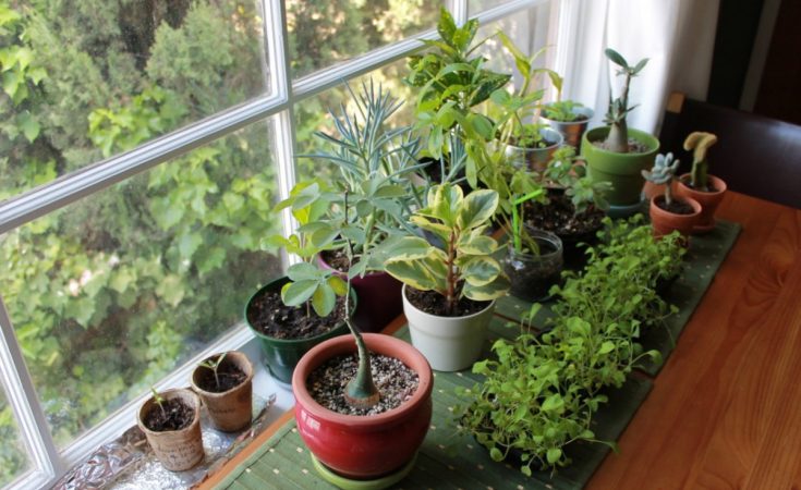 Cuidados plantas de interior