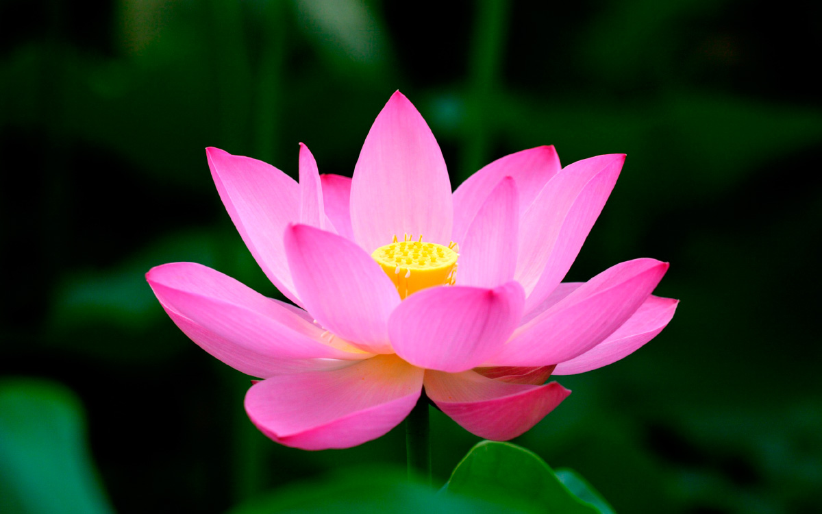 Flor De Loto Mundo Flores