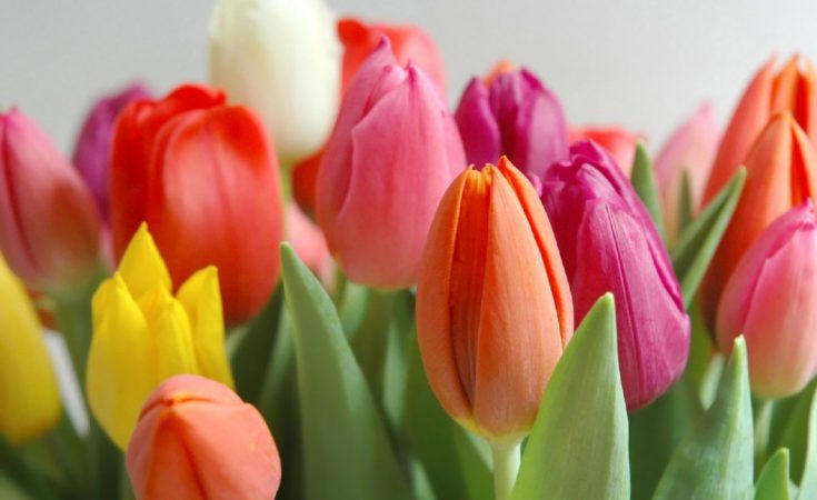 Los tulipanes | Mundo Flores