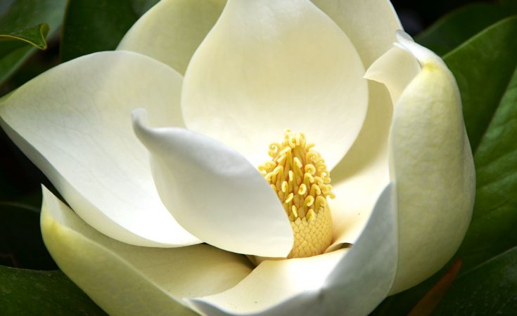 Magnolia blanca