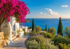 Plantas y flores que puedes ver en un crucero por las islas griegas